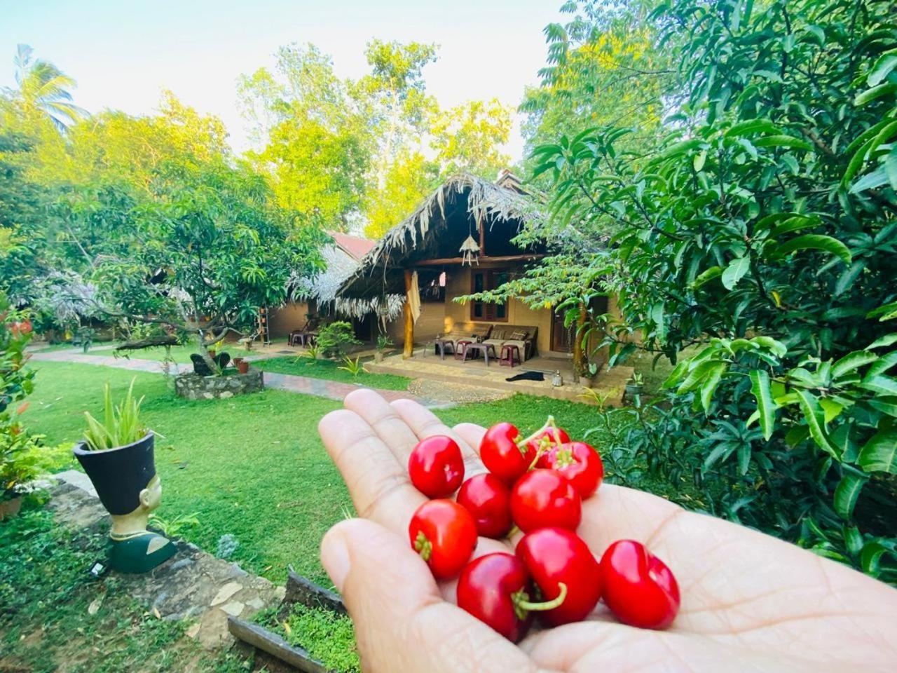 Hasthi Safari Cottage Udawalawe Eksteriør bilde