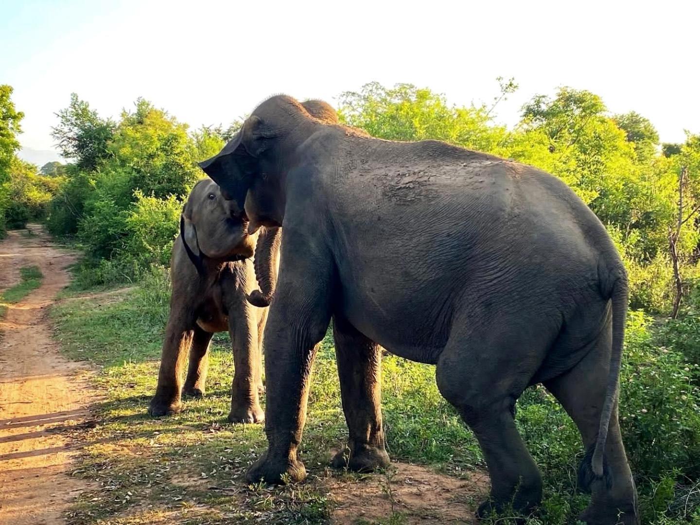 Hasthi Safari Cottage Udawalawe Eksteriør bilde